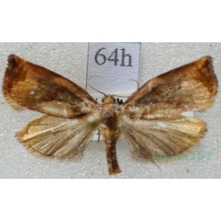 Archips podana (Scopoli, 1763) Zwójka rdzaweczka Czech64h